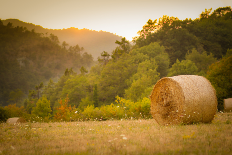 Hay Season Cycles